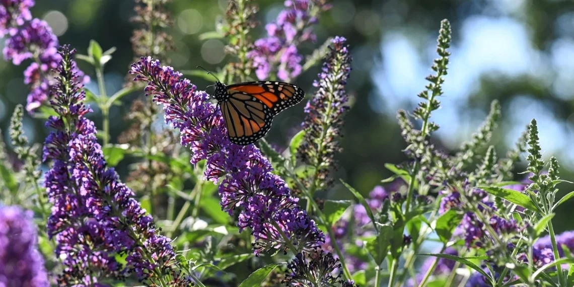 Štai ką būtina padaryti su budlėja po žiemos, kad vasarą ji skęstų žieduose