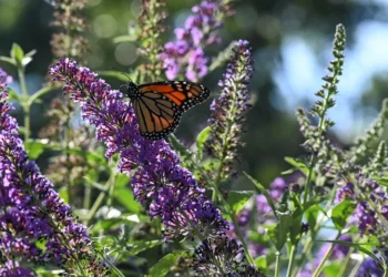Štai ką būtina padaryti su budlėja po žiemos, kad vasarą ji skęstų žieduose