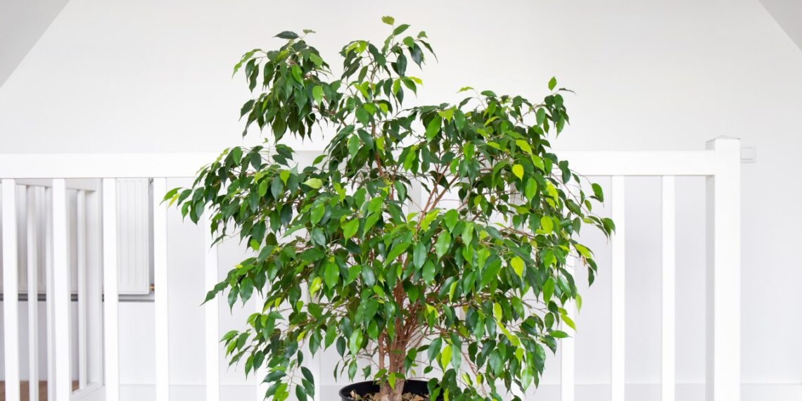 Štai kodėl tavo fikusas masiškai meta lapus: viena paprasta naminė trąša išgelbės jį