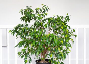 Štai kodėl tavo fikusas masiškai meta lapus: viena paprasta naminė trąša išgelbės jį