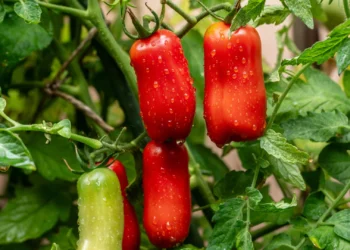 Neįprasta daržo naujovė: pomidoro ir paprikos savybes turinti veislė stebina derliumi