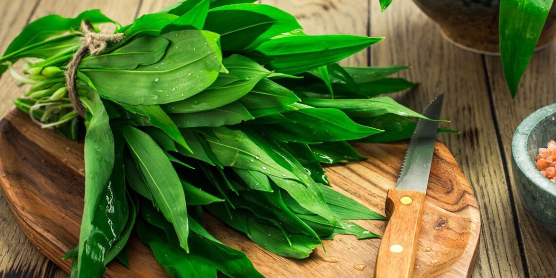 Pavasario lobis miškuose: ši žolė laikoma tikra sveikatos bomba