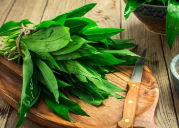 Pavasario lobis miškuose: ši žolė laikoma tikra sveikatos bomba