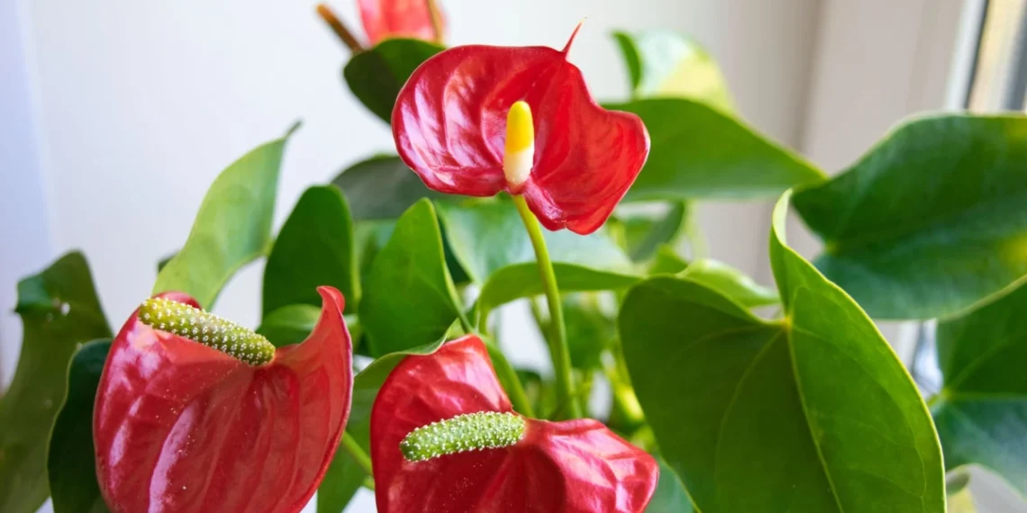 Anturija nežydi? Išbandykite šį paprastą natūralų būdą