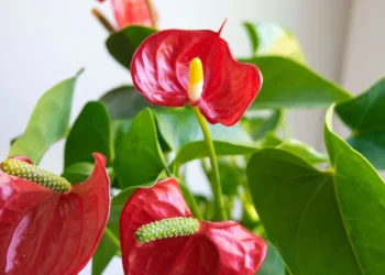 Anturija nežydi? Išbandykite šį paprastą natūralų būdą