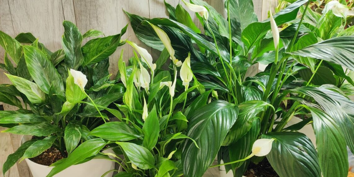 Stebuklingas virtuvės tirpalas: vienas perbraukimas ir spatifilio lapai žvilga lyg nauji, be dulkių