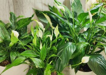 Stebuklingas virtuvės tirpalas: vienas perbraukimas ir spatifilio lapai žvilga lyg nauji, be dulkių