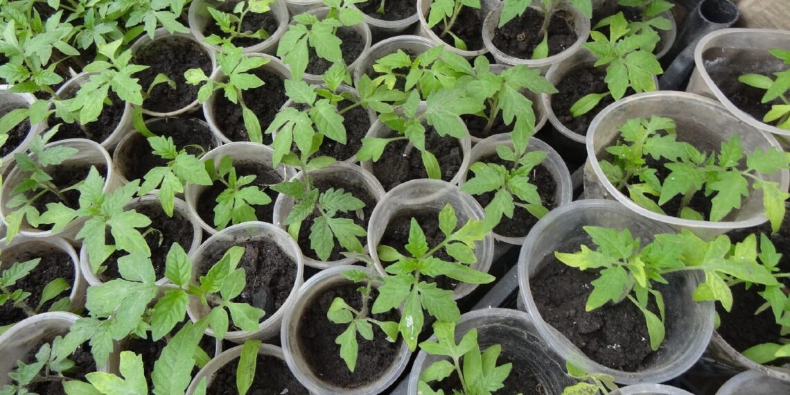 Daigai storėja, o ne stiebiasi: vienas triukas, kuris veikia geriau nei trąšos