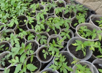 Daigai storėja, o ne stiebiasi: vienas triukas, kuris veikia geriau nei trąšos