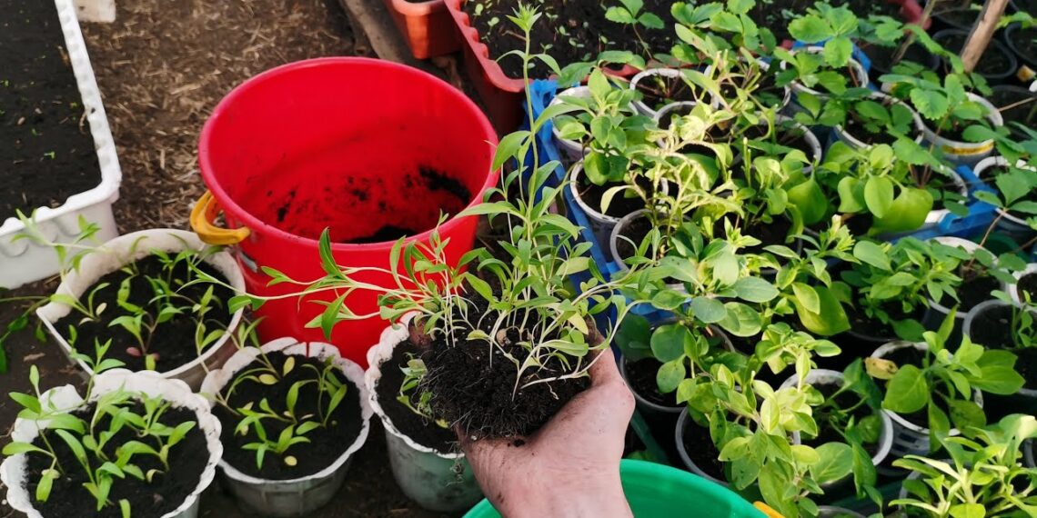 Stiprios daigų šaknys už kelis centus: kaimo triukas, kurį žino patyrę daržininkai