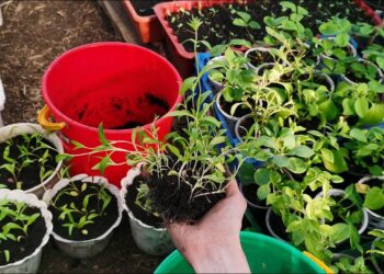 Stiprios daigų šaknys už kelis centus: kaimo triukas, kurį žino patyrę daržininkai