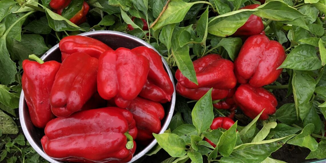 Paprikų augintojų klaida: kodėl po 70 dienų prarandamas derlius