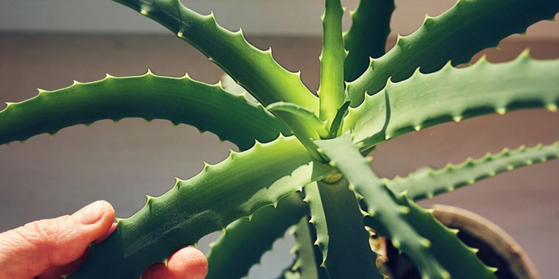 Tyrimas: alijošiaus veiklioji medžiaga gali turėti poveikį Alzheimerio ligos procesams