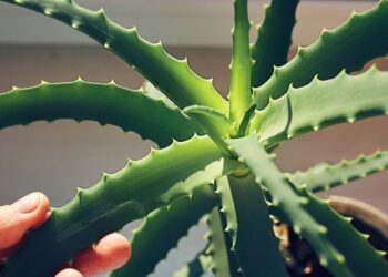 Tyrimas: alijošiaus veiklioji medžiaga gali turėti poveikį Alzheimerio ligos procesams