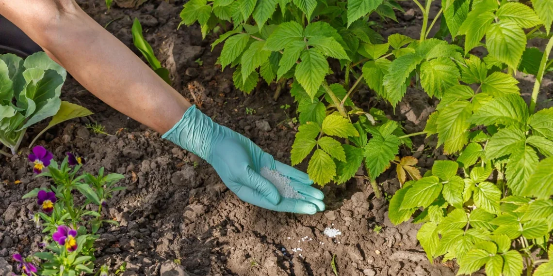 Daug kas daro klaidą: štai kaip išgauti maksimalų aviečių derlių