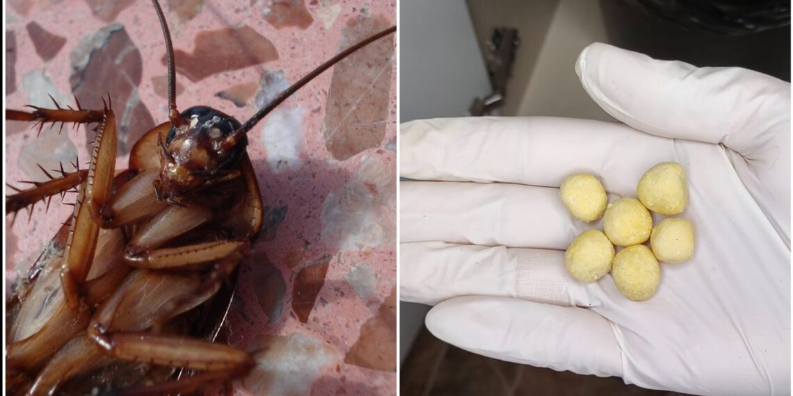 Pamirškite brangius chemikalus: veiksmingas namų būdas prieš tarakonus