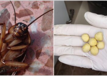 Pamirškite brangius chemikalus: veiksmingas namų būdas prieš tarakonus