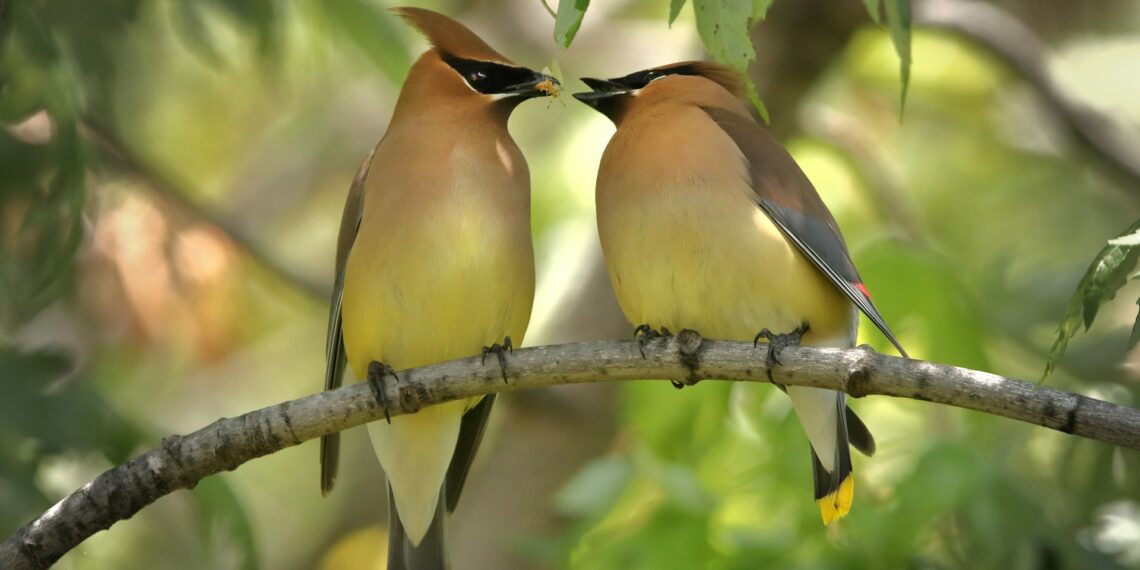 Netikėtas atradimas: paukščiai skirtinguose žemynuose naudoja tą patį SOS signalą
