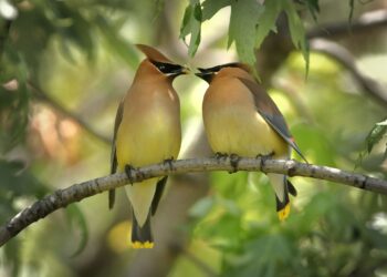 Netikėtas atradimas: paukščiai skirtinguose žemynuose naudoja tą patį SOS signalą