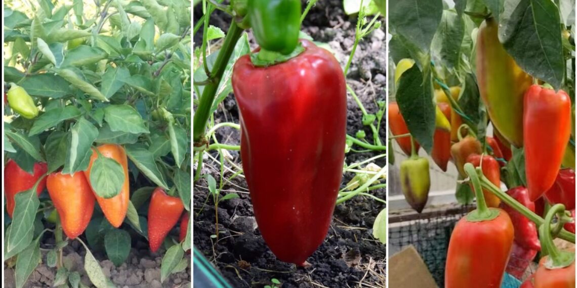 3 saldžios ir derlingos paprikų veislės, kurias verta išbandyti