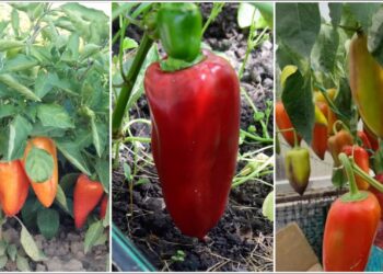3 saldžios ir derlingos paprikų veislės, kurias verta išbandyti