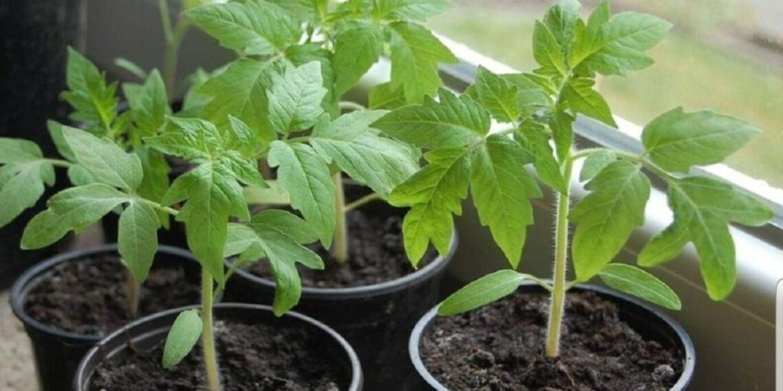 Kaip sustiprinti silpnus pomidorų daigus? Paprastas laistymo būdas