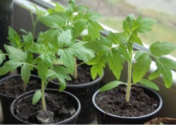 Kaip sustiprinti silpnus pomidorų daigus? Paprastas laistymo būdas