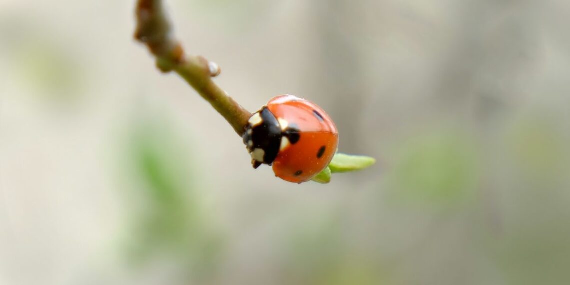 Vos 1 mm dydžio boružė slėpėsi universiteto miestelyje – ją aptiko tik dabar