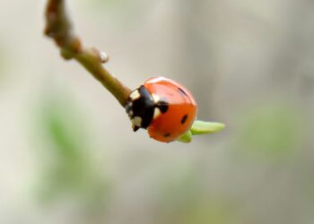 Vos 1 mm dydžio boružė slėpėsi universiteto miestelyje – ją aptiko tik dabar