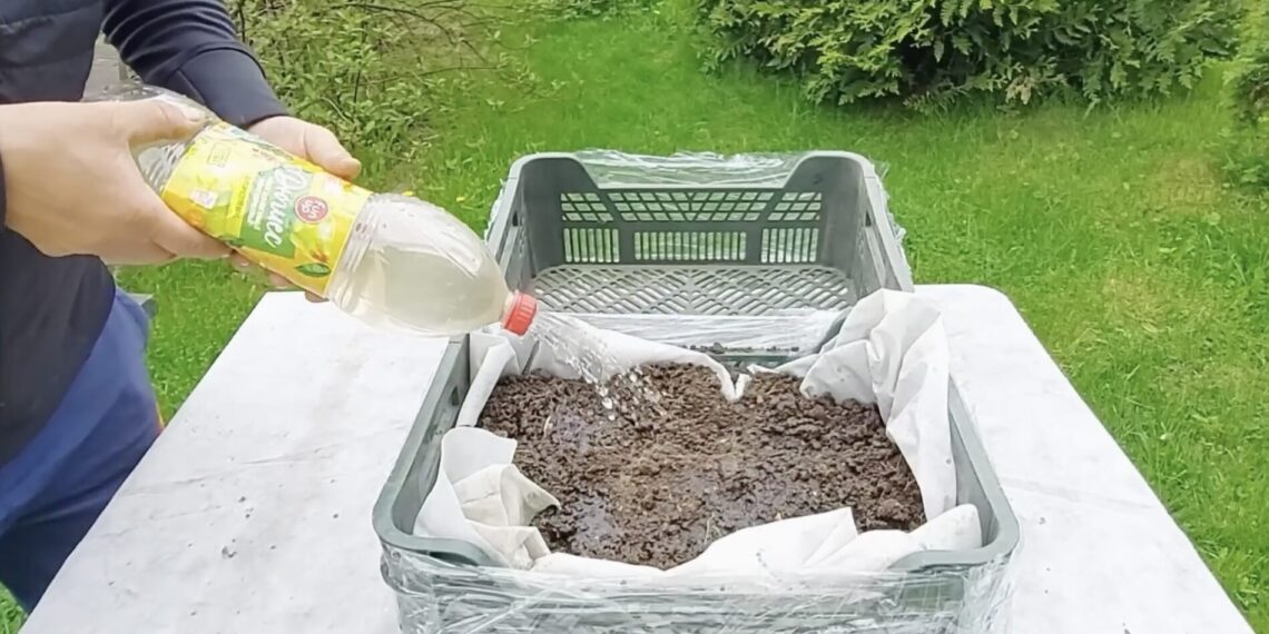Už kelis eurus nusipirko plastikines dėžes ir per 15 minučių pasistatė šiltnamį: paprastas triukas sodininkams