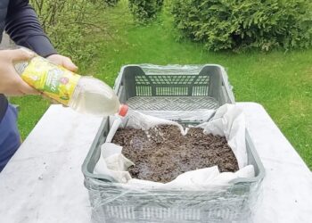 Už kelis eurus nusipirko plastikines dėžes ir per 15 minučių pasistatė šiltnamį: paprastas triukas sodininkams