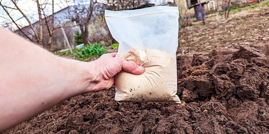 Užmirškite brangias trąšas: 3 paprastos kruopos darže daro stebuklus