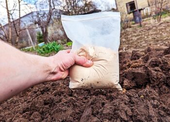 Užmirškite brangias trąšas: 3 paprastos kruopos darže daro stebuklus