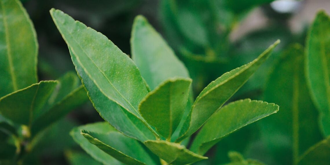 Po valgio jaučiate sunkumą? Šis gėrimas gali padėti sumažinti pilvo pūtimą