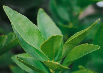 Po valgio jaučiate sunkumą? Šis gėrimas gali padėti sumažinti pilvo pūtimą