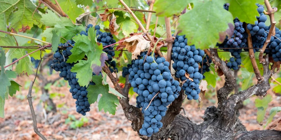 Vasario klaida, dėl kurios galite likti be vynuogių: sodininkai ragina nedelsti