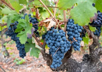 Vasario klaida, dėl kurios galite likti be vynuogių: sodininkai ragina nedelsti