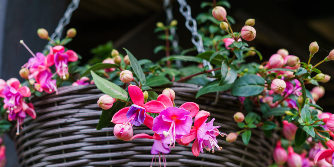 Vasario klaida, kuri kainuoja fuksijai žydėjimą: šį triuką žino tik patyrę gėlininkai