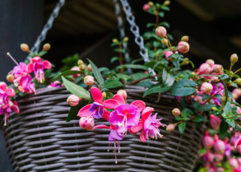 Vasario klaida, kuri kainuoja fuksijai žydėjimą: šį triuką žino tik patyrę gėlininkai