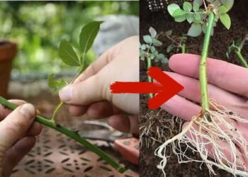 Netikėtas būdas dauginti rožes: butelis ir šaldytuvas vietoj vazonų