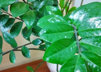 Šalta ir snieginga žiema: kokių pasekmių soduose sulauksime pavasarį?