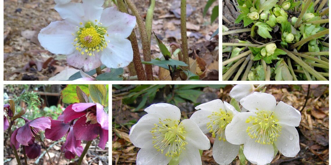 Unikalus daugiametis augalas žydi net vasarį – atsparus šalčiui ir stebina grožiu