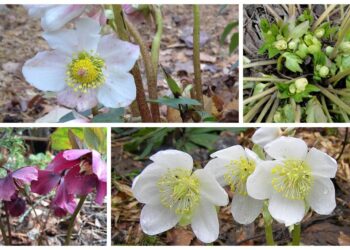 Unikalus daugiametis augalas žydi net vasarį – atsparus šalčiui ir stebina grožiu