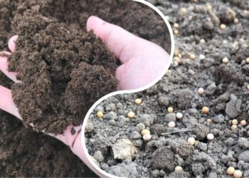 90-metis senolis atskleidė triuką: garstyčios po sniego gali atgaivinti daržo žemę