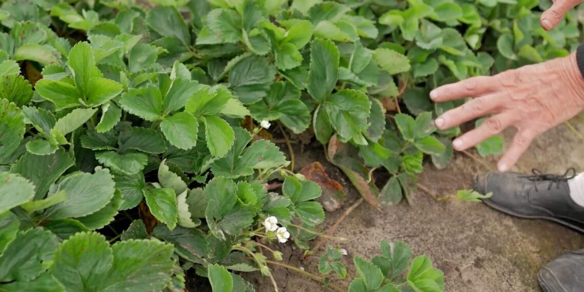 Visą laiką darėte klaidą: ką pasodinti po braškių, kad žemė atsigautų ir duotų gausų derlių