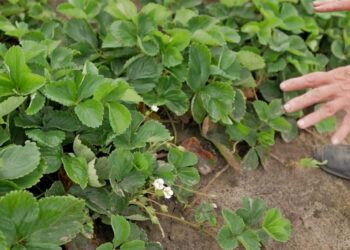 Visą laiką darėte klaidą: ką pasodinti po braškių, kad žemė atsigautų ir duotų gausų derlių