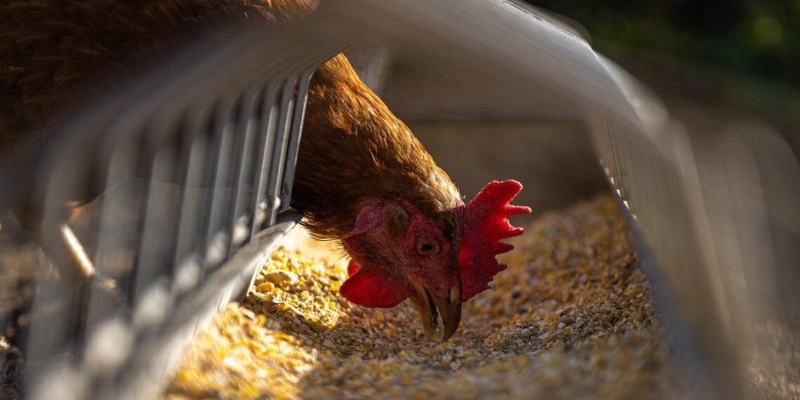 Vištos nustojo tinginiauti: įdėjau šį gardėsį į lesyklą ir kiaušiniai – kasdien