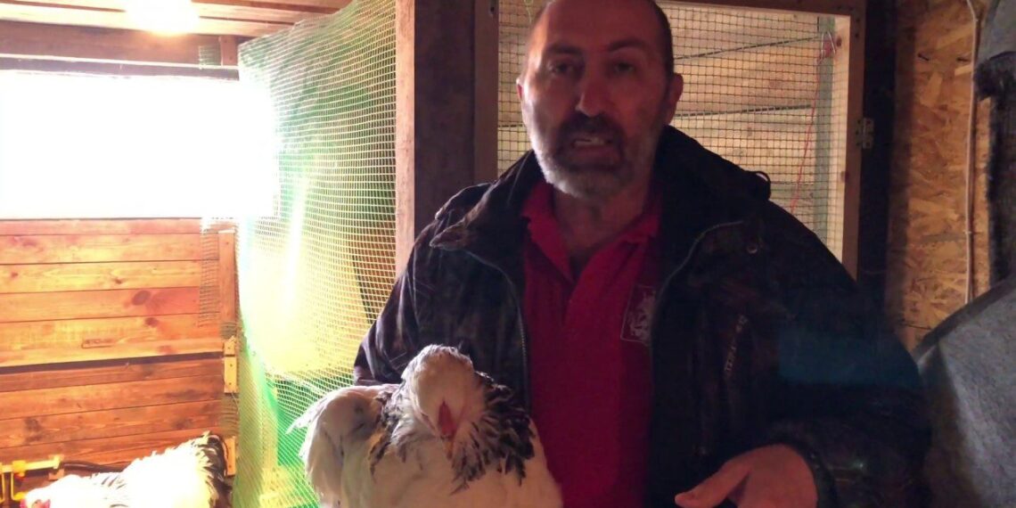 Vištos nustojo kapoti savo kiaušinius: įdėjo po 1 teniso kamuoliuką ir dabar kiaušinių – pilni padėklai