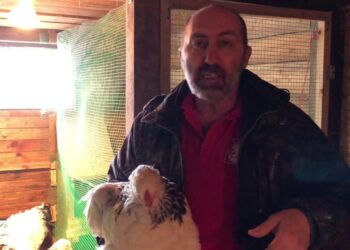 Vištos nustojo kapoti savo kiaušinius: įdėjo po 1 teniso kamuoliuką ir dabar kiaušinių – pilni padėklai