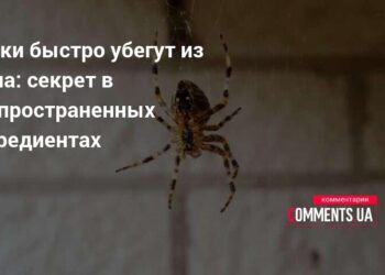 Netikėta išeitis nuo vorų – šie virtuvės produktai veikia geriau nei chemija